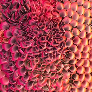 Meet your Posher, Bailey